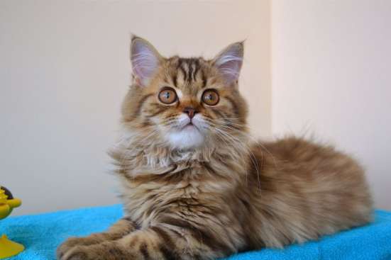 Шотландский котенок фото 3