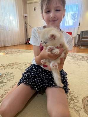Котята экзоты в Оренбурге фото 4