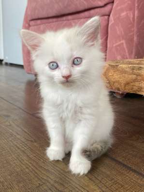 Котята в добрые руки в Ставрополе фото 7