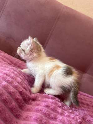 Отдам котят в добрые руки! в Томске