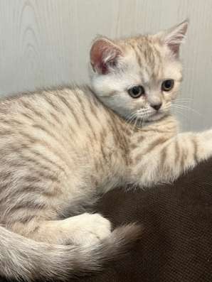 Котята шотландские в Щербинке