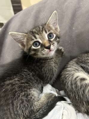 котята в добрые руки в Казани