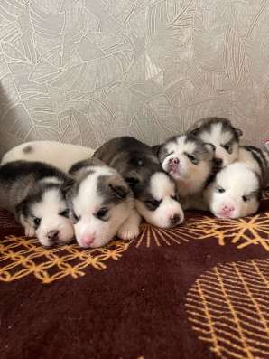 Чистокровные щенки хаски в Тюмени