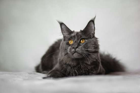 Котенок мейн-кун
