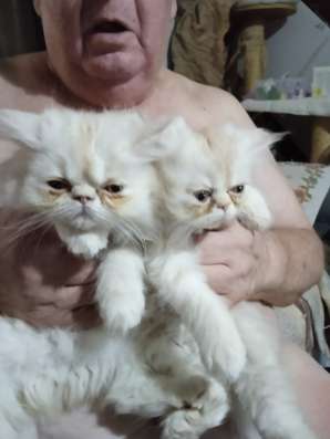 Продаются персидские котята
