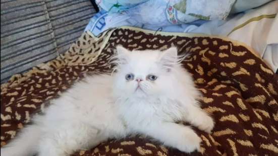 Красивые котята персы фото 4