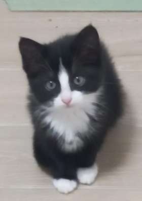 Чудесные котята в добрые руки