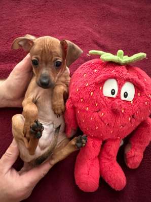 Zwergpinscher мини (до 2.5 кг) фото 7