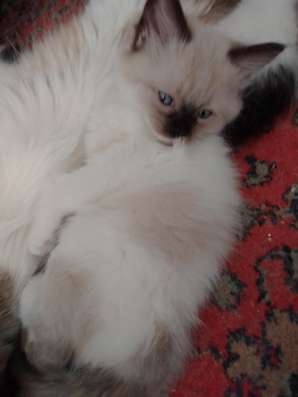 Отдам котят в добрые руки фото 4