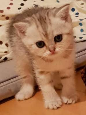 ПРОДАМ ШОТЛАНДСКИХ КОТЯТ фото 5