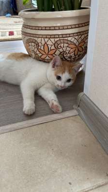 Отдам котёнка в добрые руки