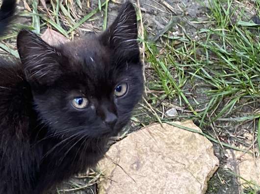 Котята в добрые руки в Саратове