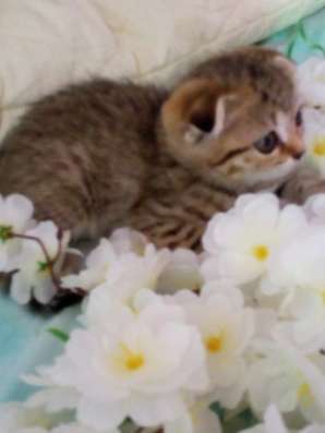 Шотландский котик в Новороссийске фото 6