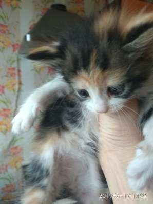 Красивые котята 1,5 месяца