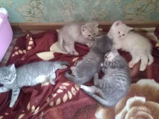 Британские котятки