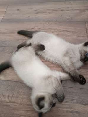 Британские короткошерстные котята