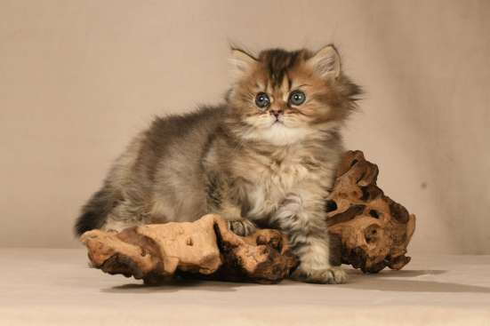 Продаются британские котята! в Ивантеевка фото 4