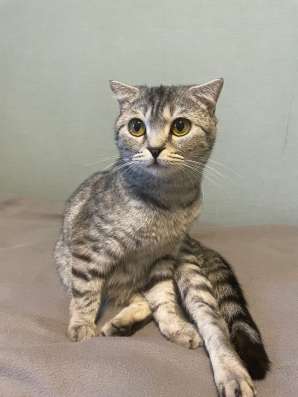Котята скоттиш фолд и страйт в Якутске