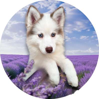 Щенки Помски Pomsky puppies в Москве фото 4