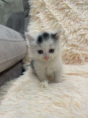 Отдаем котёнка в добрые руки в Набережных Челнах
