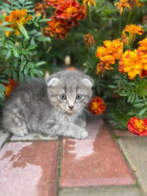 Котята 1,5 месяца