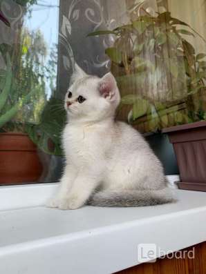 Котики шиншиллы в Воронеже фото 7