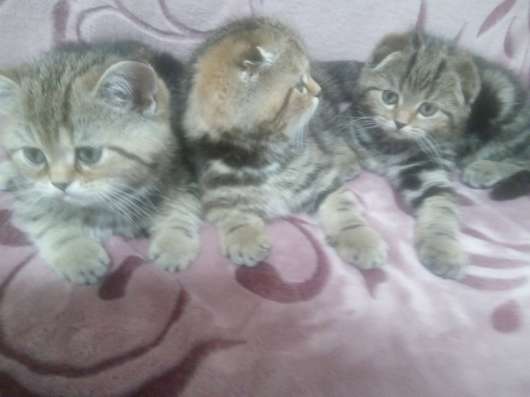 Продаю Шотландских котят в Липецке фото 3