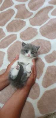 Шотландские котята фото 3