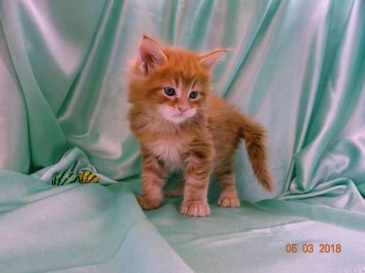 Котята породы Мейн-кун в Ярославле фото 6