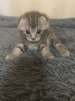 Шотландский вислоухий котёнок