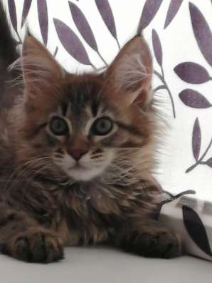 Котята мейн кунята в Красноярске фото 4
