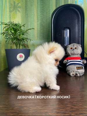 Шпицы с документами РКФ в Ростове-на-Дону фото 7