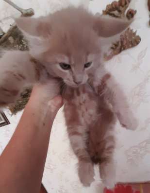 Котята Мейн-кун в Тольятти фото 6