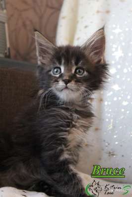 Лучшие котята Мейн-Кун для Вас фото 3
