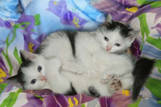 2 Котёнка - от Весёлой Кошечки ! в Качканаре фото 4