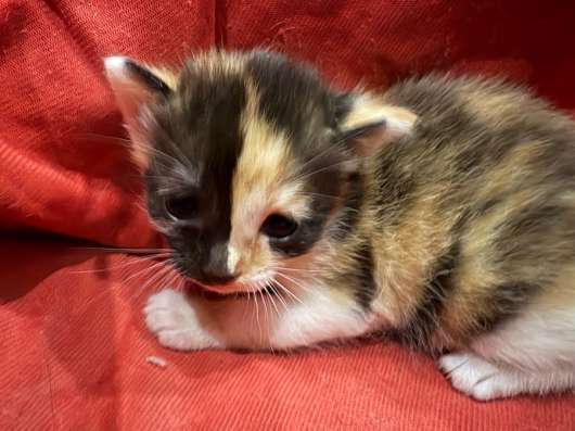 Отдам котят в добрые руки