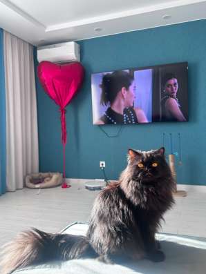 Персидский котик