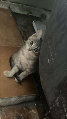 Отдам в добрые руки котенка в Иркутске фото 3