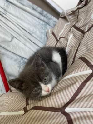 Котенок в Красноярске