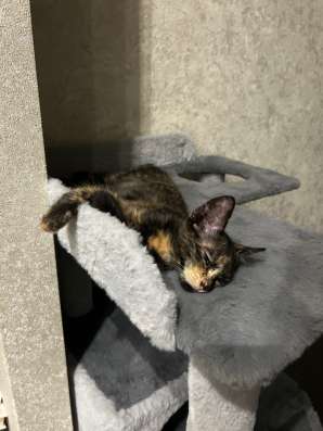 Котенок в добрые руки в Краснодаре