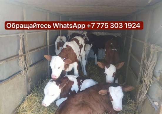 В продаже КРС