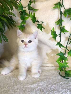 Клубный шотландский котёнок