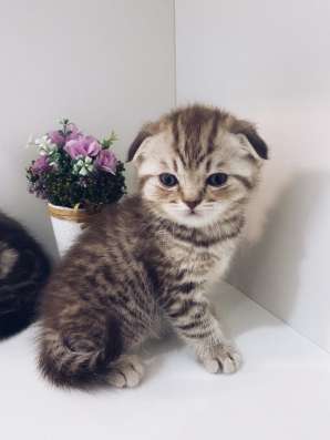 Котята шотландские в Ставрополе фото 4