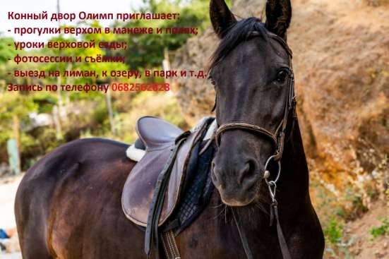 Прокат лошадей и пони фото 3