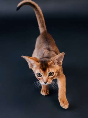 Абиссинские котята