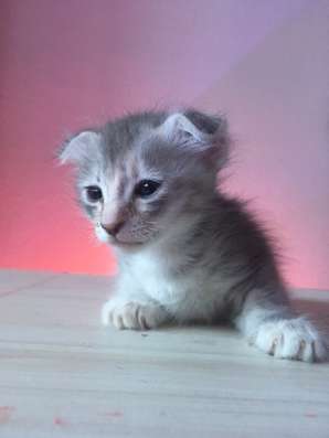 Котенок ДОНСКОГО СФИНКСА