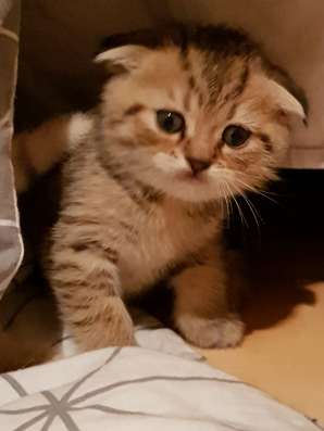 ПРОДАМ ШОТЛАНДСКИХ КОТЯТ фото 6