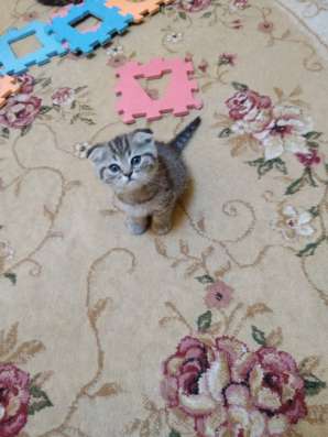 Продам шотландских котят фото 10
