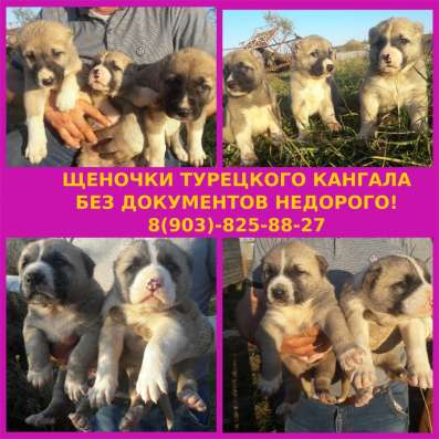 Яркие щеночки турецкого кангала недорого