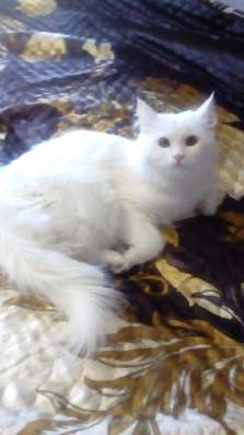 Отдам кошку(1,5 года)